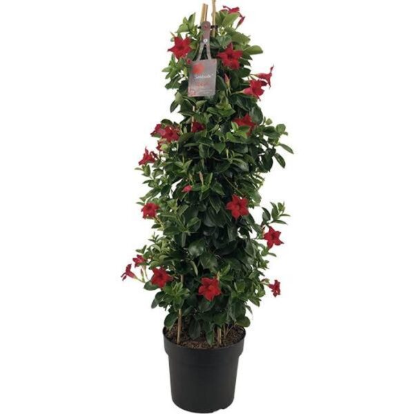 Sundaville Red () Sundaville Red
