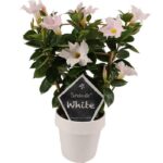 dipladenia mandevilla white