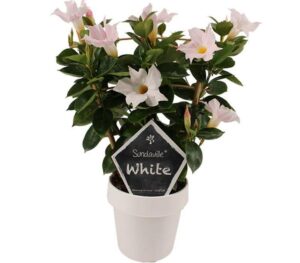 dipladenia mandevilla white