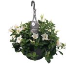 dipladenia mandevilla white hangpot