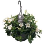 dipladenia mandevilla white hangpot