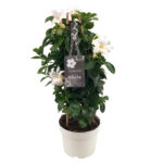 dipladenia mandevilla white tower