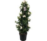 dipladenia mandevilla white tower