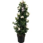 dipladenia mandevilla white tower