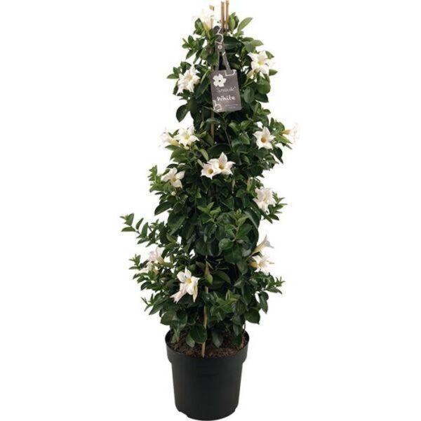 dipladenia mandevilla white tower