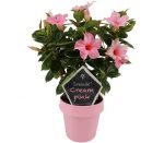 Sundaville® Cream Pink 14cm (rek)