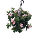sundaville mandevilla cream pink hangpot