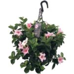 sundaville mandevilla cream pink hangpot