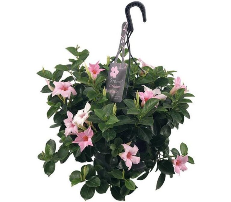 Sundaville® Cream Pink 26cm (hanging basket) | Worlds no.1 mandevilla ...