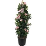 sundaville mandevilla cream pink tower