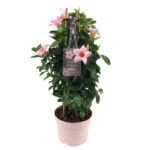 sundaville mandevilla sundaville cream pink tower