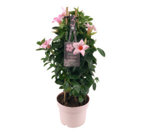sundaville mandevilla sundaville cream pink tower
