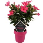 sundaville mandevilla pink