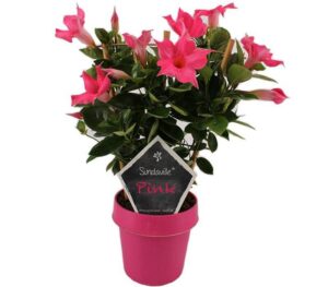 sundaville mandevilla pink