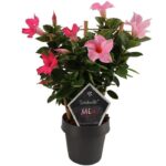 sundaville mandevilla pink cream pink