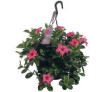 sundaville mandevilla pink hanging pot