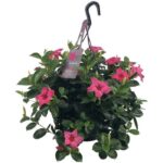 sundaville mandevilla pink hanging pot