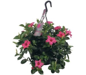 sundaville mandevilla pink hanging pot