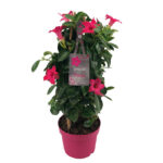 sundaville mandevilla pink tower