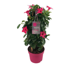 sundaville mandevilla pink tower