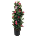 Sundaville® Pink 26cm (piramide xl)