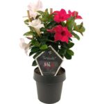 sundaville mandevilla pink white mix