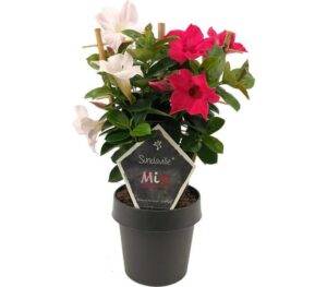 sundaville mandevilla pink white mix