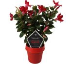 Sundaville® Red 14cm (rek)
