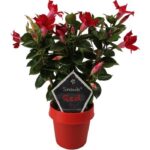 mandevilla sundaville red