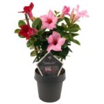 sundaville mandevilla red cream pink mix