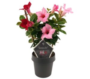 sundaville mandevilla red cream pink mix