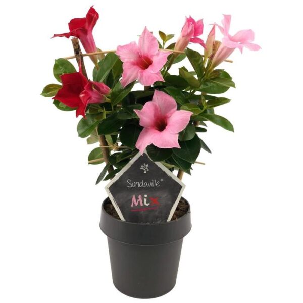 sundaville mandevilla red cream pink mix