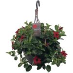 Sundaville® Red 26cm (hangpot)