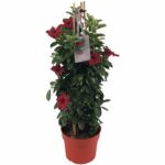 Sundaville® Red 19cm (piramide)