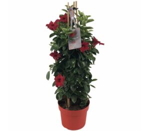 mandevilla sundaville red pyramid