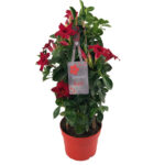 sundaville mandevilla red tower