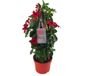 sundaville mandevilla red tower