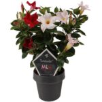 sundaville mandevilla red white mix