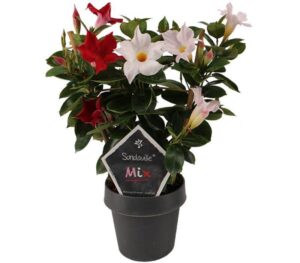 sundaville mandevilla red white mix