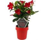 sundaville mandevilla scarlett red