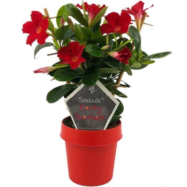 sundaville mandevilla scarlett red