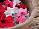 Sundaville® #1 Mandevilla / Dipladenia