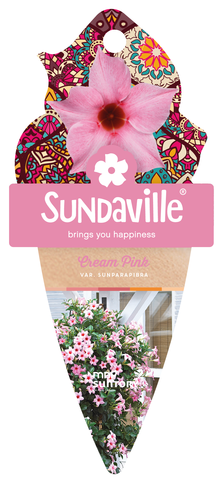 Sundaville® #1 Mandevilla / Dipladenia