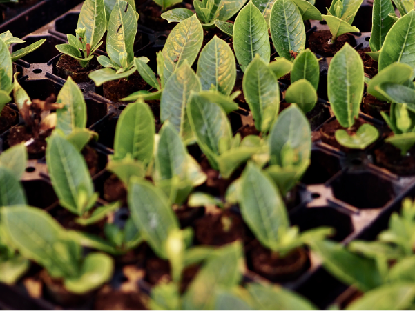 The world of Sundaville®