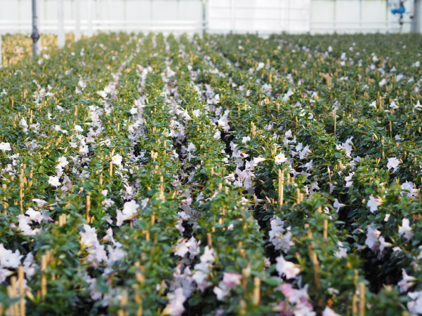 Sundaville® growing Mandevilla