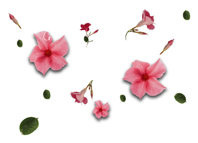 Sundaville® #1 Mandevilla / Dipladenia