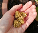 Sundaville® #1 Mandevilla / Dipladenia