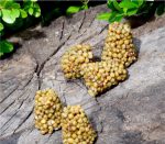 Sundaville® #1 Mandevilla / Dipladenia