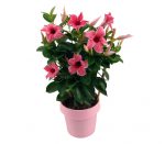 Sundaville® Flamingo Pink