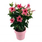 Sundaville® Flamingo Pink